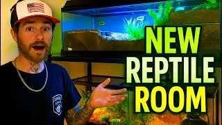 Thumbnail: We Built Our Reptile Room Shelving 🦎 | Dart Frog & Pac-Man Frog REVEAL