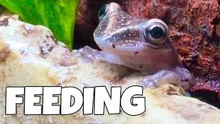 Thumbnail: Feed my pets with me (relaxing)