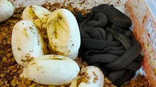 Thumbnail: Baby Snakes are Born!