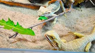 Thumbnail: Why I'm Keeping Bearded Dragons Together