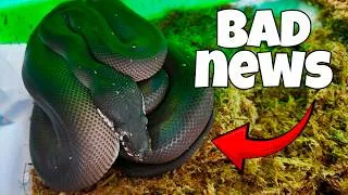 Thumbnail: My Pet Snakes are Breaking my Heart...