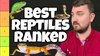 Thumbnail: I Ranked Every Pet Reptile!