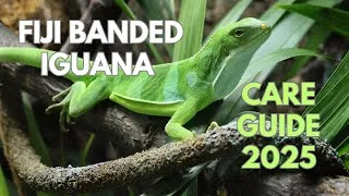 Thumbnail: Fiji Banded Iguana care guide 2025