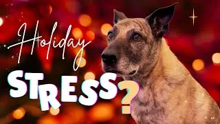 Thumbnail: Why Dogs Get Anxious (And How to Help)