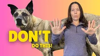Thumbnail: The 5 Mistakes I’ll NEVER Make Again With My Rescue Dogs