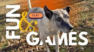 Thumbnail: Can 5 Minutes a Day Make Your Dog Happier?