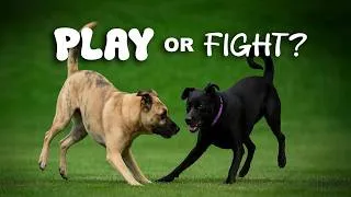 Thumbnail: When Dogs Play Gets Dangerous — Signs You Need to Step In