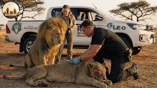 Thumbnail: Animal Rescue: Father Lion Walked for 4 Days to Find Help for His Sick Cub #184