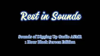 Thumbnail: Sounds of Digging Up Garlic ASMR | 1 Hour Black Screen Edition | RestInSounds