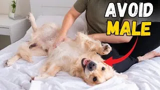 Thumbnail: Reasons You SHOULD NOT Get a Male Golden Retriever