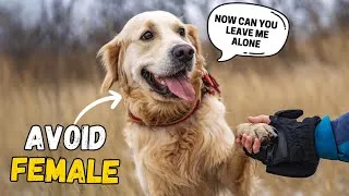 Thumbnail: Reasons You SHOULD NOT Get a Female Golden Retriever