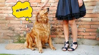 Thumbnail: 10 Signs Your Golden Retriever Sees You as Their Mom or Dad
