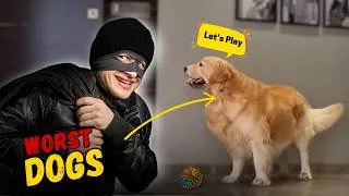 Thumbnail: Biggest Downsides of Owning a Golden Retriever