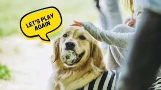 Thumbnail: Will a Golden Retriever Fit into Your Lifestyle? Take this Quiz!