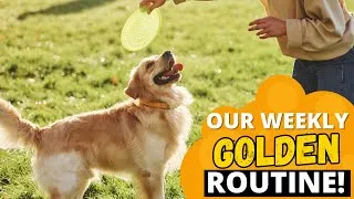 Thumbnail: How Many Hours I Spend on My Golden Retriever Every Week?
