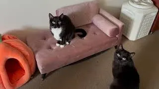 Thumbnail: all 3 cats checking new furniture quality #Maki #MisoAKALilMan #MunchkinMcChigginNugget