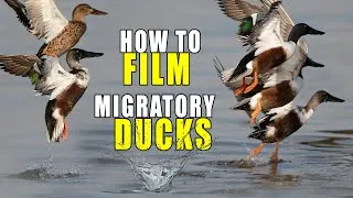 Thumbnail: Migratory Ducks I World Migratory Bird Day