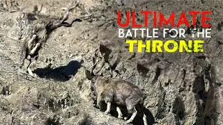 Thumbnail: Markhor Fight for Breeding Rights I Markhor Epic Fight I Markhor Rut