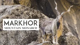 Thumbnail: Markhor Documentary I Wildlife Documentary