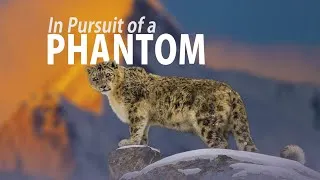Thumbnail: Snow Leopard | What it takes to film this elusive beauty?