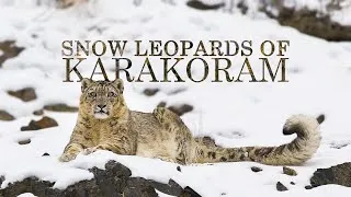 Thumbnail: The Future of Snow Leopards | Snow Leopard Documentary