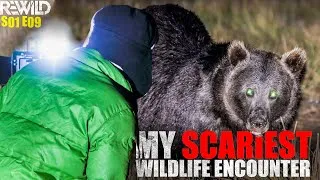 Thumbnail: Dangerous Bear Encounter | Himalayan Brown Bear |  Deosai National Park