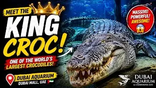 Thumbnail: 🐊 King Croc at Dubai Aquarium 😱 One of the World's Largest Crocodiles!