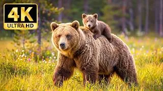 Thumbnail: Beautiful Animals in 4K ULTRA HD | Scenic Wildlife Film & Calming Music