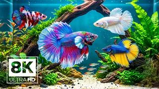 Thumbnail: Coral Reef World 8K 🐟 The Ocean's Most Colorful Tropical Fish with Soothing Sounds for Relaxation