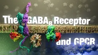 Thumbnail: How the GABA-B Receptor Works: An Essential G-Protein Coupled Receptor