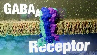 Thumbnail: GABA-A Receptor Explained