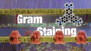 Thumbnail: How Gram Staining Works: The Essential Microbiology Technique