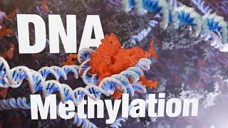 Thumbnail: DNMT1, UHRF1, and the Secrets of Epigenetic DNA Methylation