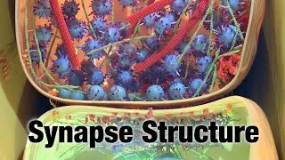 Thumbnail: Synapse Structure: A Closer Look