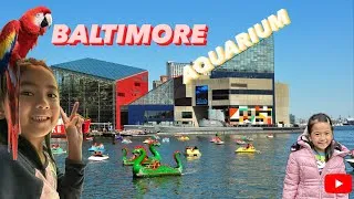 Thumbnail: A trip to the Baltimore Aquarium (Maryland)