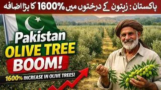 Thumbnail: Pakistan: Huge 1600% increase in olive trees | Rich Pakistan