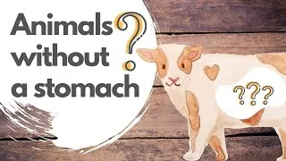 Thumbnail: Have you heard of animals without a Stomach?? | Interesting Facts about Animal | Animal Facts