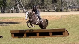Thumbnail: Hopper - 7yr old Gray Gelding Available