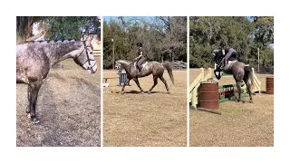 Thumbnail: Hopper - 15.1hh 7yr old Gray Gelding Available