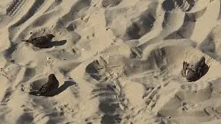 Thumbnail: Musjes nemen Stof Zandbad/Sparrows Sandbath/SpatzenSandbad/MoineauxBainsable/26 August2026/Natuur231