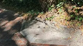 Thumbnail: Bergen NH/Sluislaan/Klasse Ambachtswerk Stratenmakers om de bomen heen/25 Augustus 2026