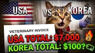 Thumbnail: Why raising a cat in the US is completely different (Shocking!🤯) #vetbills #catowners