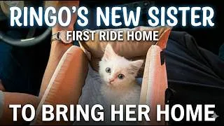 Thumbnail: WE FINALLY SHARED THE STORY(Mango's Adoption)😺🐾 #cat #catadoption #rescuecat