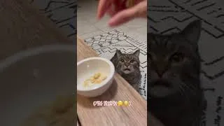 Thumbnail: Give your cat imaginary treats until they realize #shorts