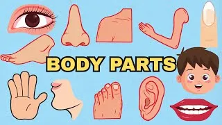Thumbnail: Learn Human Body Parts | Educational Video with Names, Functions & English Vocabulary