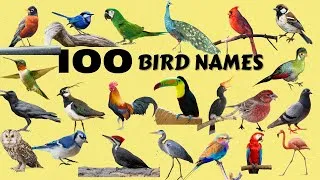 Thumbnail: 100 Bird Names|Different Types of Birds|Birds Videos|Educational Video with Bird Images and Videos