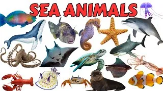 Thumbnail: Sea Animals|Learn Sea Animal Names in English|English Vocabulary|English Educational Video