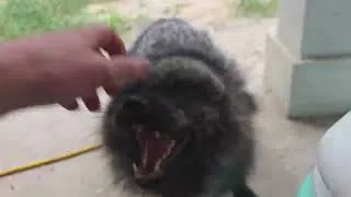 Thumbnail: Silver Fox vs Quail