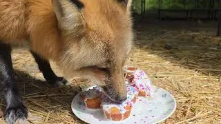 Thumbnail: Happy 1st Birthday Rafiki! 🦊🩷🎉