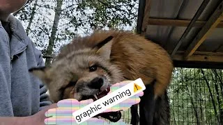 Thumbnail: Fresh Rabbit 🐇  w Fiki 🦊 part 2